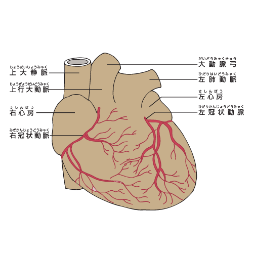 動脈・静脈 拡大図